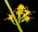 Wreath goldenrod